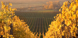 Magyarország Bormezői: A Kivételes Ízek és Régi Hagyományok Világa tokaj borvidék
